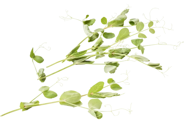 Pousse de pois 30g pièce